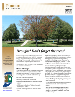 Drought? Don`t forget the trees! - Purdue Extension