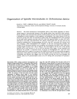 Organization of Spindle Microtubules in
