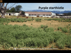 Purple starthistle
