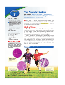 Muscular System Reading