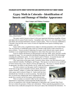 Gypsy Moth in Colorado - Identification of Insects and Damage of