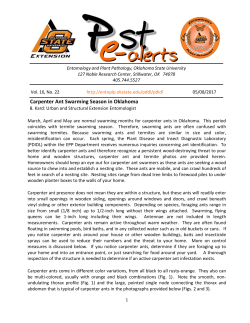 Carpenter Ant Swarming Season in Oklahoma