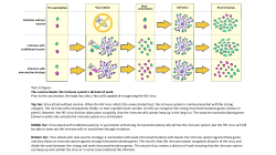 Text on figure: The vaccine boosts the immune system`s division of