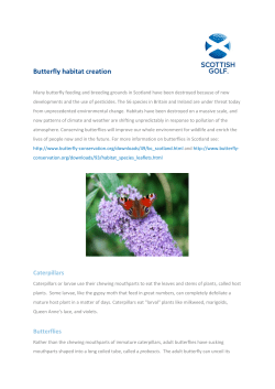 Butterfly habitat creation