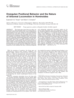 Orangutan Positional Behavior and the Nature