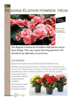 Begonia Elatior Hybride 14cm