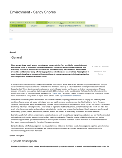 Environment - Sandy Shores