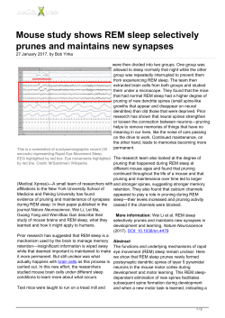 Mouse study shows REM sleep selectively prunes