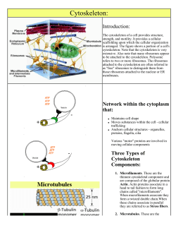 Cytoskeleton: