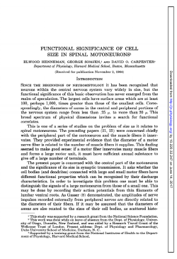 functional significance of cell size in spinal motoneurons
