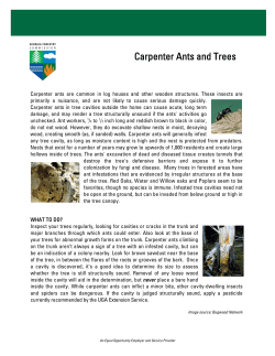 Carpenter Ants and Trees