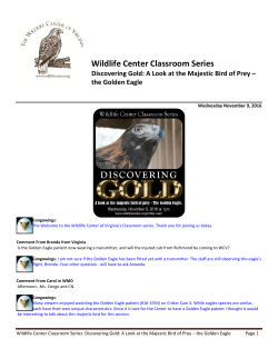 the Golden Eagle - The Wildlife Center of Virginia