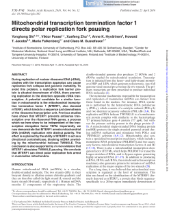 Mitochondrial transcription termination factor 1 directs polar
