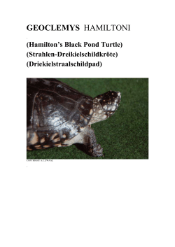 GEOCLEMYS HAMILTONI