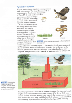 Pyramid of Numbers - hrsbstaff.ednet.ns.ca