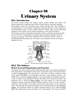 Urinary System - Dr. Salah A. Martin