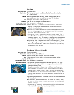 Bat Star Bottlenose Dolphin (Atlantic)