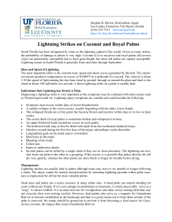 Lightning Strikes on Coconut and Royal Palms