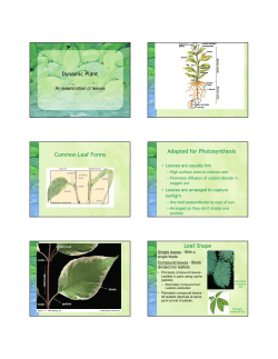 Dynamic Plant (Lecture 7