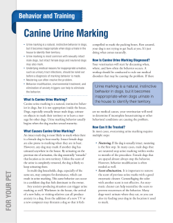 Canine Urine Marking - West Lake Animal Hospital