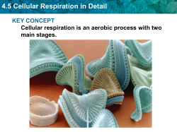 4.5 Cellular Respiration in Detail