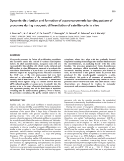 Prosome behaviour in myogenic satellite cells