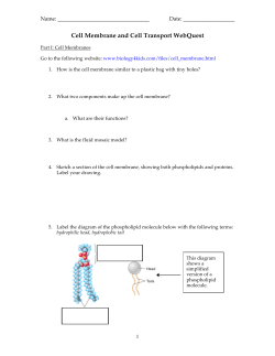 Cell Membrane and Cell Transport WebQuest