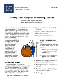 Growing Giant Pumpkins in Pahrump, Nevada