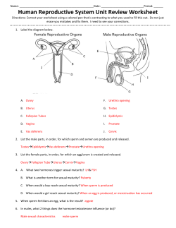 Human Reproductive System Unit Review Worksheet