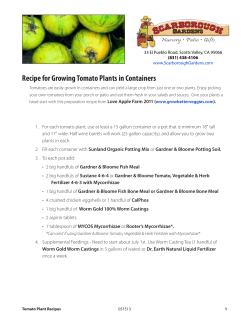 Recipe for Growing Tomato Plants in Containers