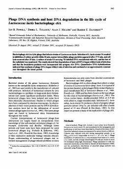 Phage DNA synthesis and host DNA degradation in the life cycle of