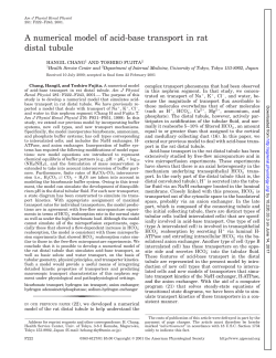 A numerical model of acid-base transport in rat distal tubule