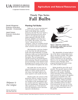 Fall Bulbs