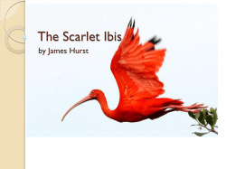 The Scarlet Ibis - Calhoun City Schools