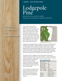 Lodgepole Pine - Alberta, Canada