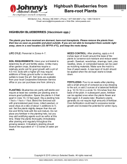 Highbush Blueberries from Bare-root Plants