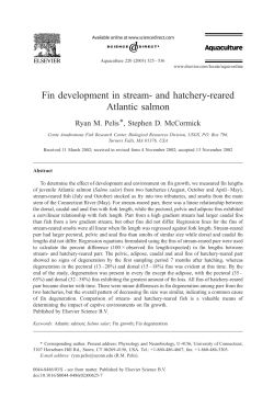 Fin development in stream- and hatchery