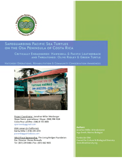 Safeguarding Pacific Sea Turtles