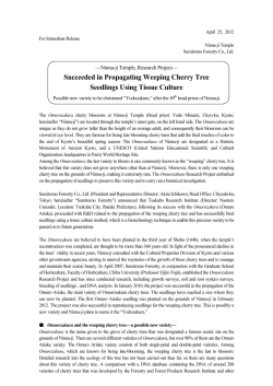 Succeeded in Propagating Weeping Cherry Tree Seedlings Using