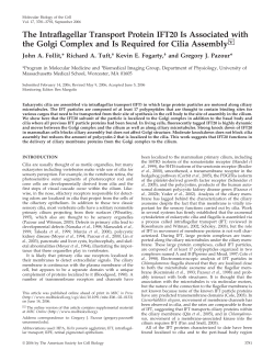 The Intraflagellar Transport Protein IFT20 Is