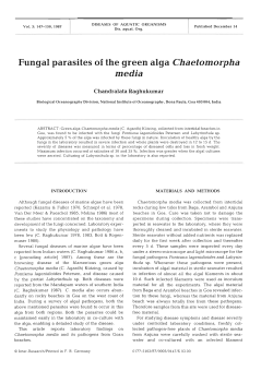 Fungal parasites of the green alga Chaetomorpha media