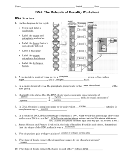 DNA: The Molecule of Heredity Worksheet