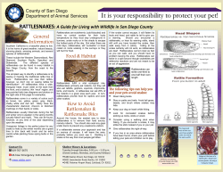 Rattlesnake Info