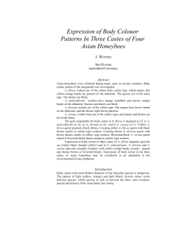 Expression of Body Colouor Patterns In Three Castes of Four Asian