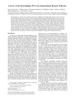 A Survey of the Bacteriophage WO in the Endosymbiotic Bacteria