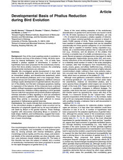 Article Developmental Basis of Phallus Reduction during Bird
