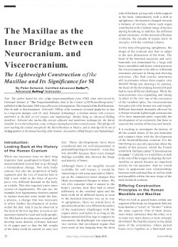 The Maxillae as the Inner Bridge Between