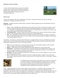 Importance of Horse Nutrition