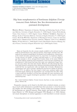 Hip bone morphometrics of bottlenose dolphins (Tursiops truncatus