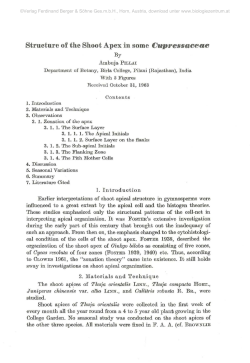 Structure of the Shoot Apex in some Cupressaceae